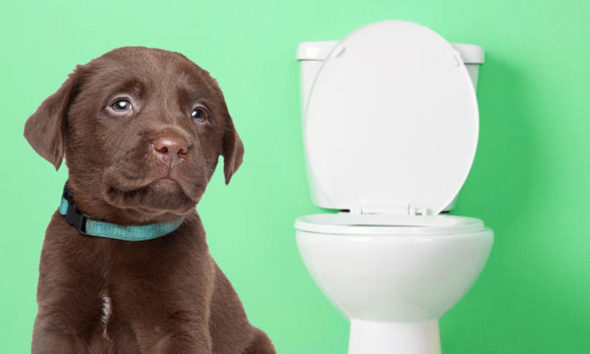 How to Train a Dog For Toilet Seat Training - Petsrr