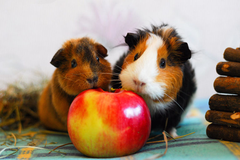 Can Guinea Pigs Eat Apples