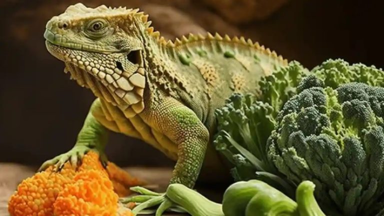 Can Bearded Dragons Eat Broccoli