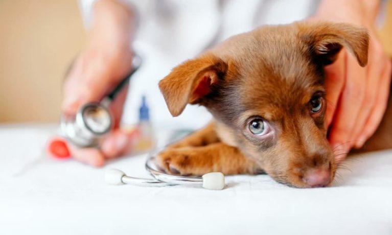 Praziquantel For Dogs And The Side Effects 5 Praziquantel For Dogs