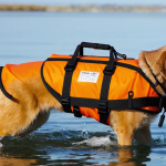 Human Life Jacket On Dog