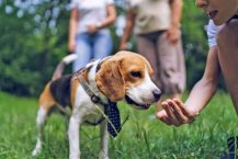 Mastering Desensitization and Counterconditioning for Dogs