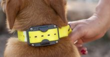 Dog Training Collars: A Guide to Effective Training