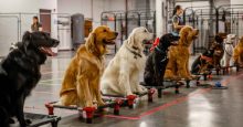 Dog Training School: Unleash Your Pet’s Potential